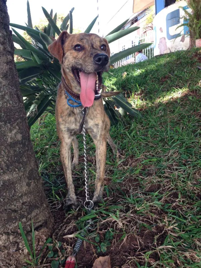 Cachorro raça SRD idade 2 anos nome ROCK