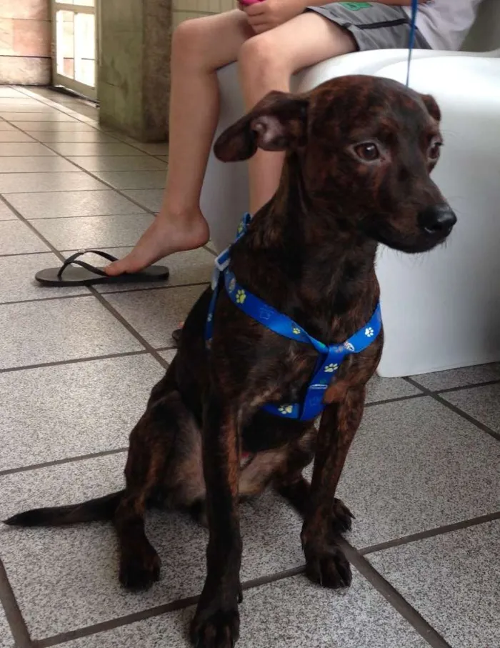 Cachorro raça SRD idade 1 ano nome ZEKA