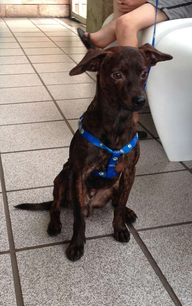 Cachorro raça SRD idade 1 ano nome ZEKA