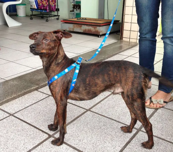 Cachorro raça SRD idade 1 ano nome ZEKA