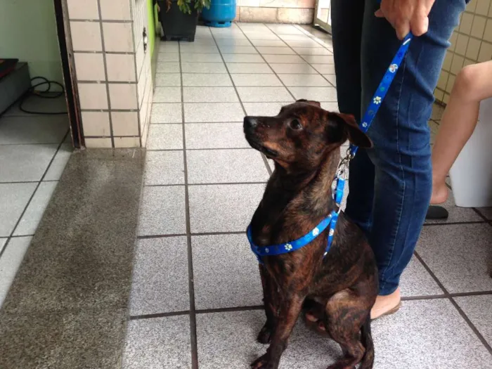 Cachorro raça SRD idade 1 ano nome ZEKA
