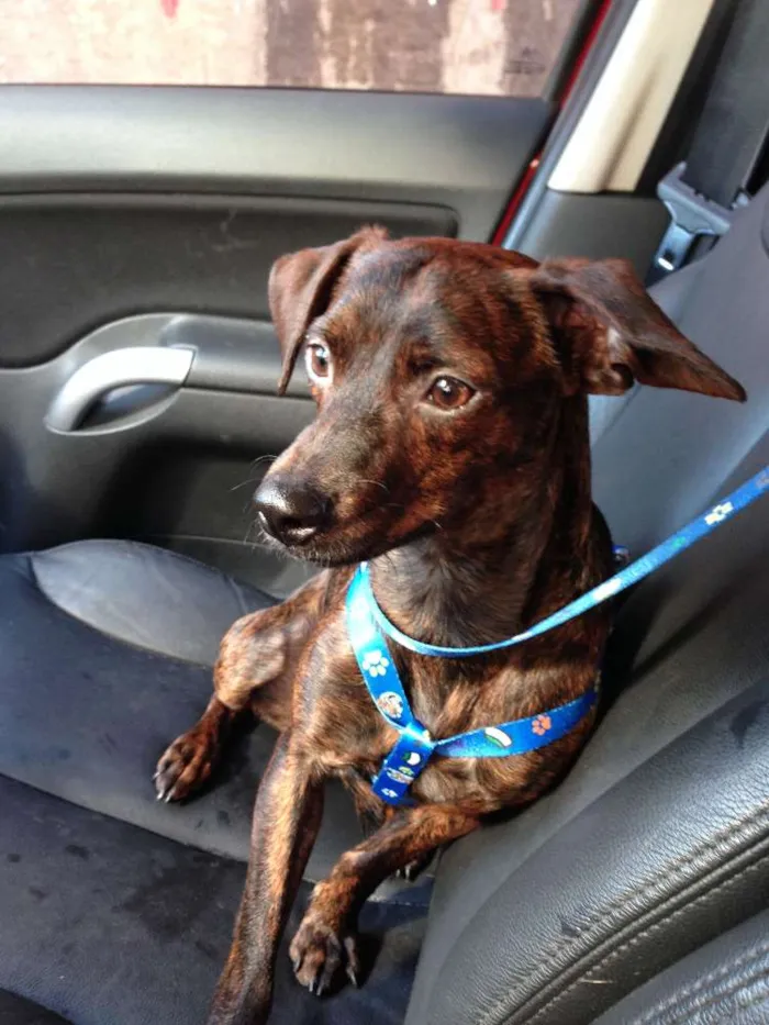 Cachorro raça SRD idade 1 ano nome ZEKA