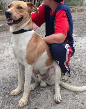 Cachorro raça SRD idade 1 ano nome WALKER