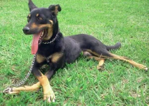 Cachorro raça SRD idade 2 anos nome DEDÉ