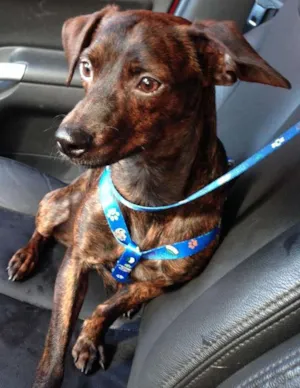 Cachorro raça SRD idade 1 ano nome ZEKA
