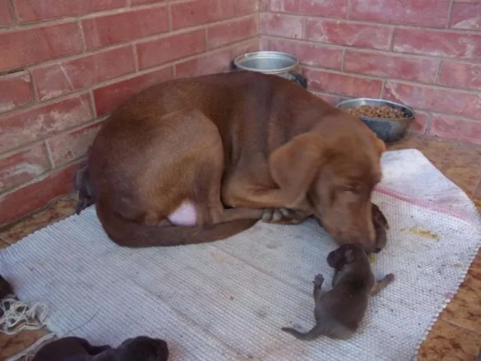 Cachorro ra a SRD idade 5 anos nome Mel