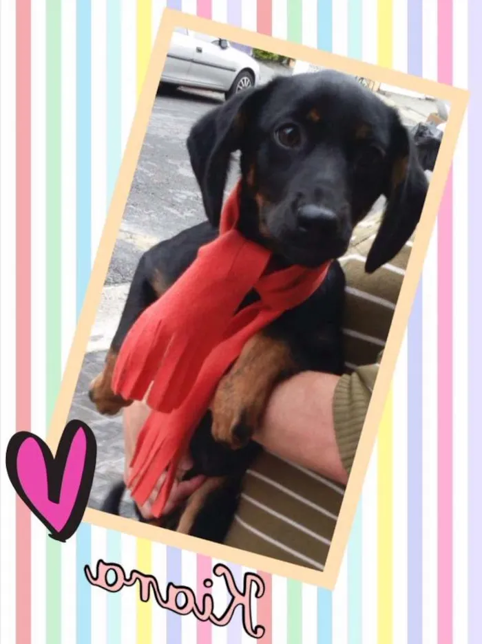 Cachorro ra a SRD idade 2 a 6 meses nome Kiara