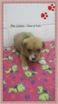 LUA