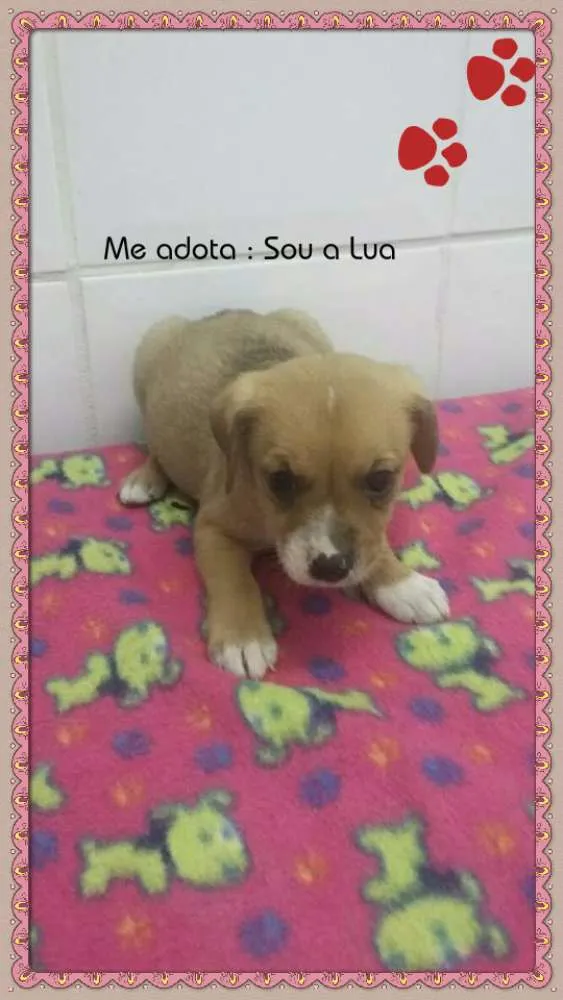 Cachorro ra a SRD idade Abaixo de 2 meses nome LUA