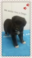 DIEGO