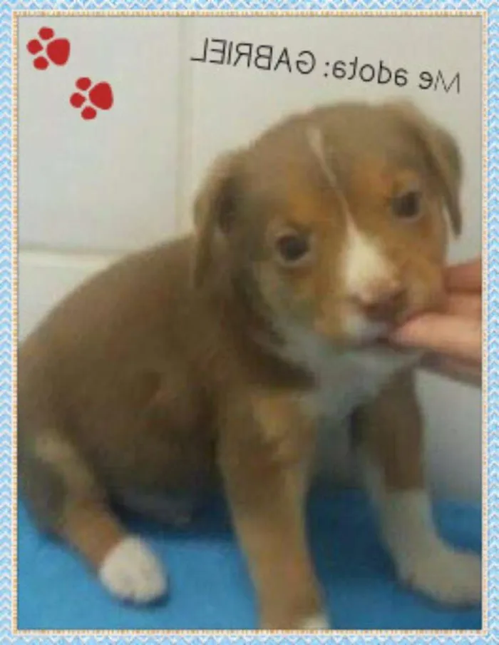 Cachorro ra a SRD idade Abaixo de 2 meses nome GABRIEL