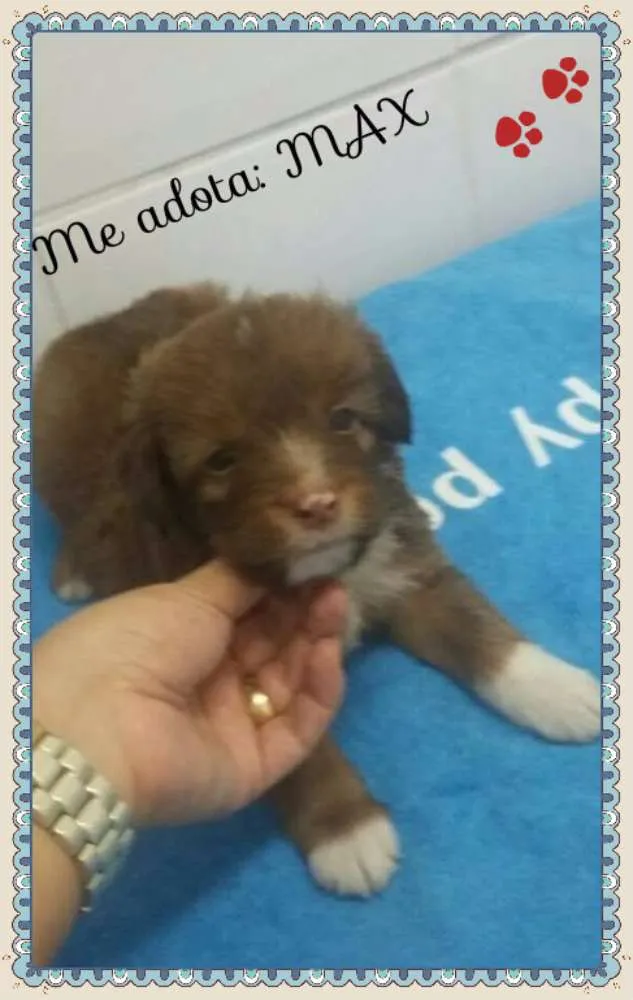 Cachorro ra a SRD idade Abaixo de 2 meses nome MAX