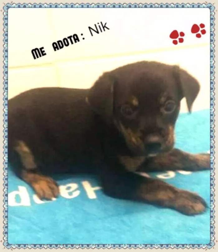 Cachorro ra a SRD idade Abaixo de 2 meses nome NIK