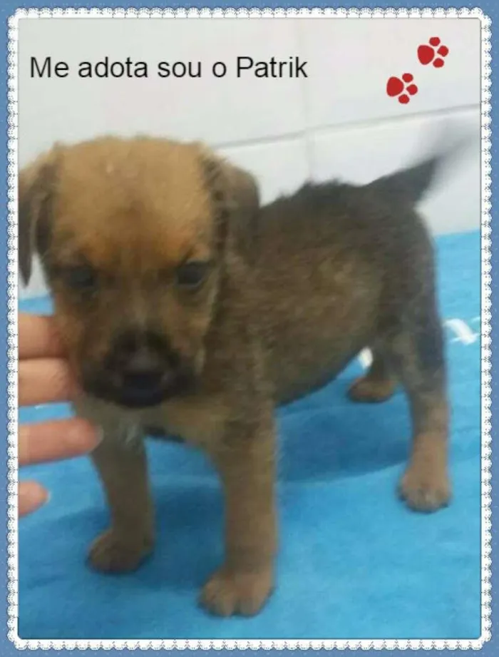 Cachorro ra a SRD idade Abaixo de 2 meses nome PATRIK