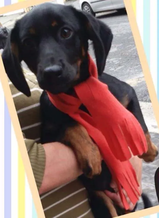Cachorro ra a SRD idade 2 a 6 meses nome Kiara