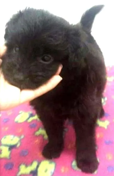 Cachorro ra a SRD idade Abaixo de 2 meses nome ATHENA