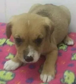 Cachorro raça SRD idade Abaixo de 2 meses nome LUA