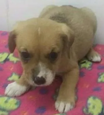 Cachorro ra a SRD idade Abaixo de 2 meses nome LUA