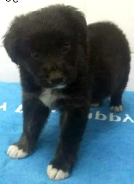Cachorro ra a SRD idade Abaixo de 2 meses nome DIEGO