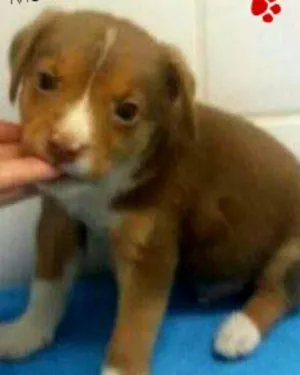 Cachorro raça SRD idade Abaixo de 2 meses nome GABRIEL