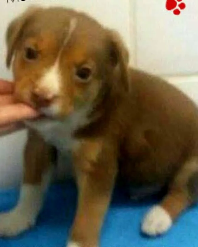 Cachorro ra a SRD idade Abaixo de 2 meses nome GABRIEL