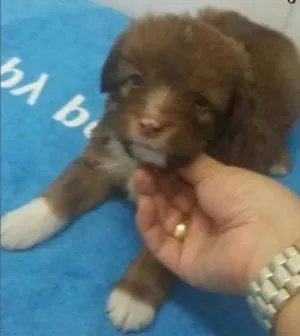 Cachorro raça SRD idade Abaixo de 2 meses nome MAX