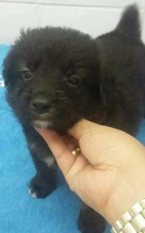 Cachorro ra a SRD idade Abaixo de 2 meses nome GREG