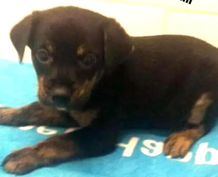 Cachorro ra a SRD idade Abaixo de 2 meses nome NIK