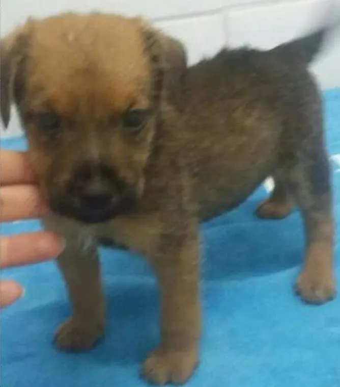 Cachorro ra a SRD idade Abaixo de 2 meses nome PATRIK