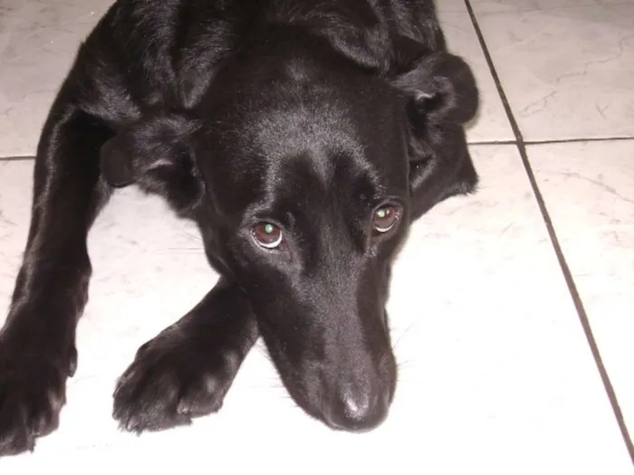 Cachorro raça indefinida idade 1 ano nome preta