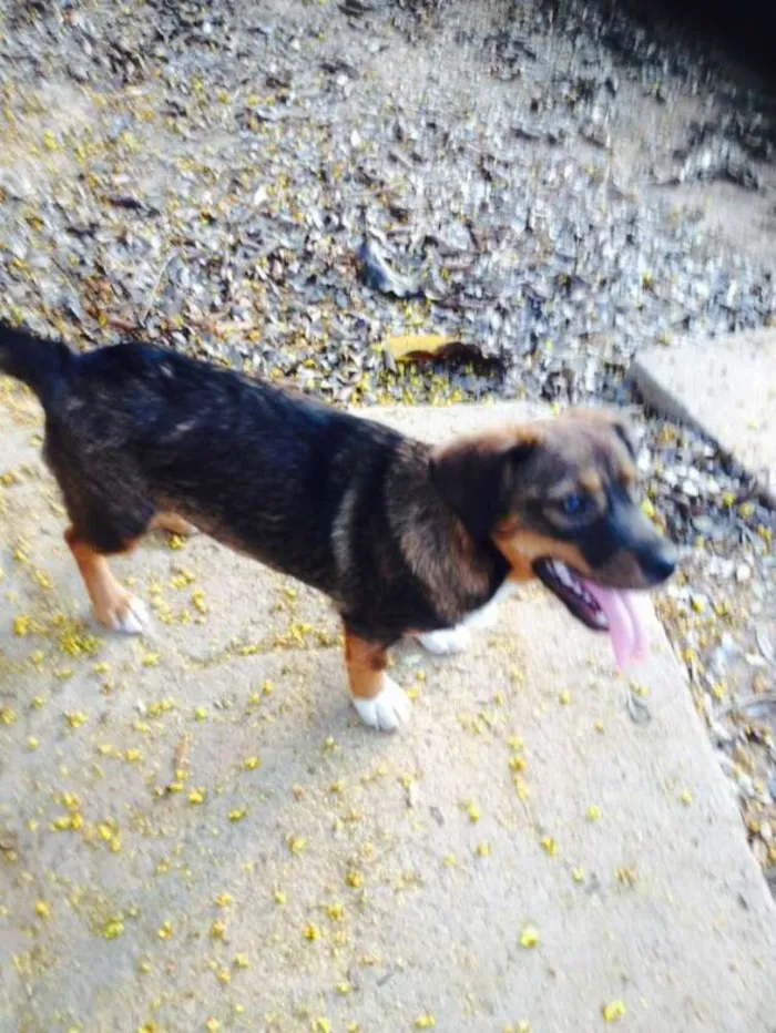 Cachorro ra a srd idade 7 a 11 meses nome linda e luna