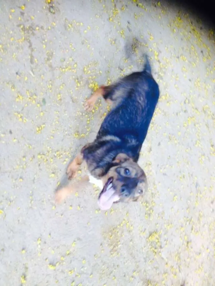 Cachorro ra a srd idade 7 a 11 meses nome linda e luna