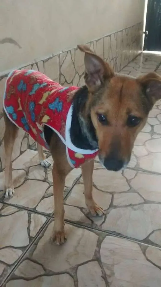 Cachorro ra a mix de pastor idade 1 ano nome meg