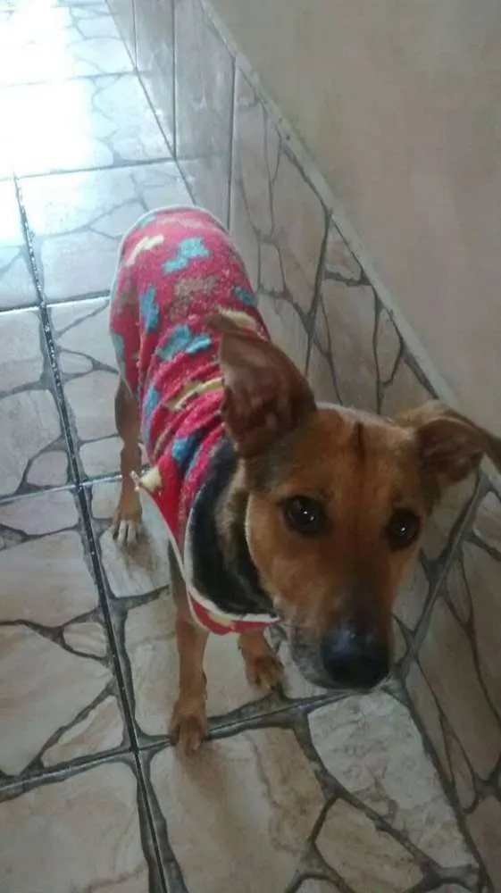 Cachorro ra a mix de pastor idade 1 ano nome meg