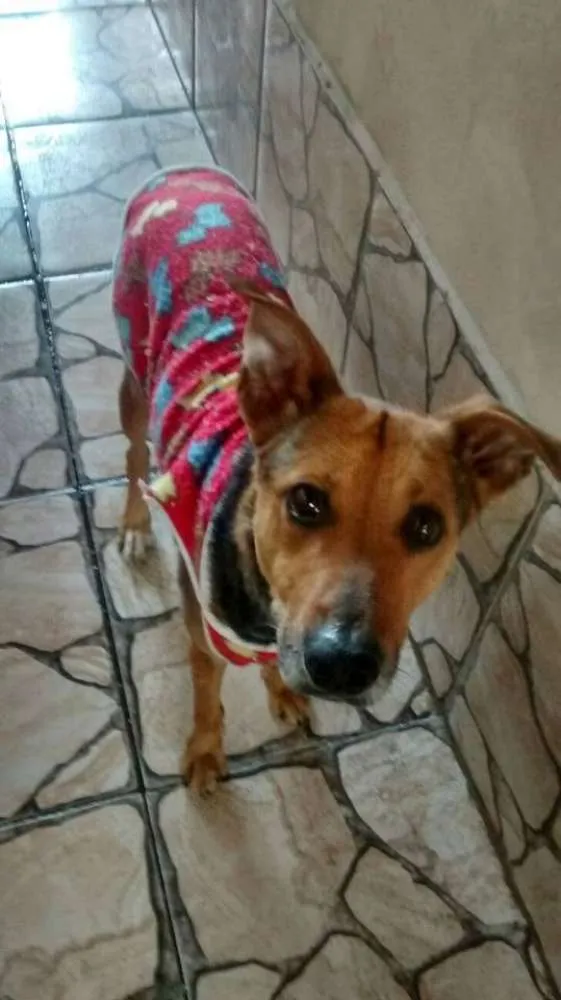 Cachorro ra a mix de pastor idade 1 ano nome meg