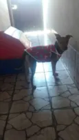 meg