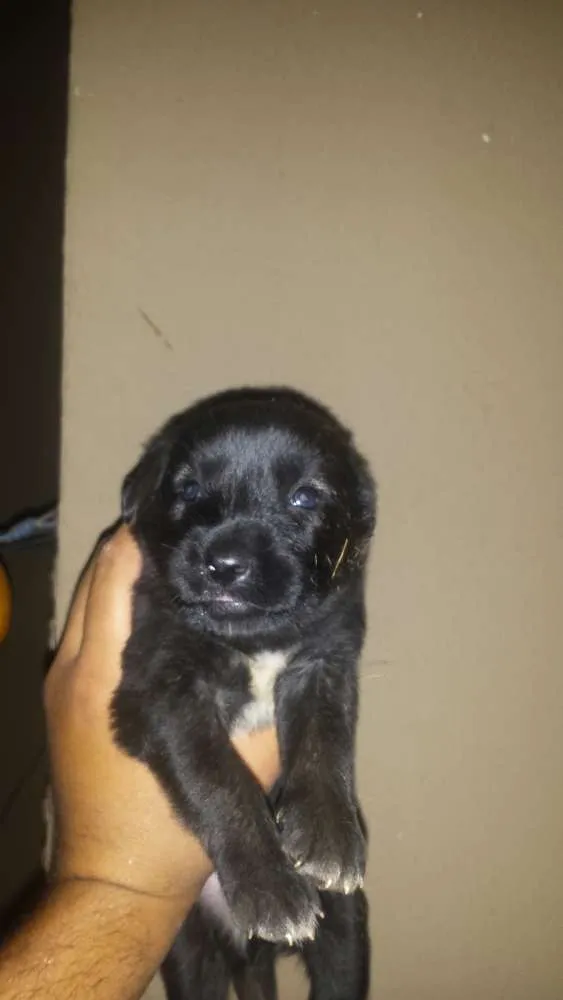 Cachorro ra a Vira lata idade Abaixo de 2 meses nome Pluto