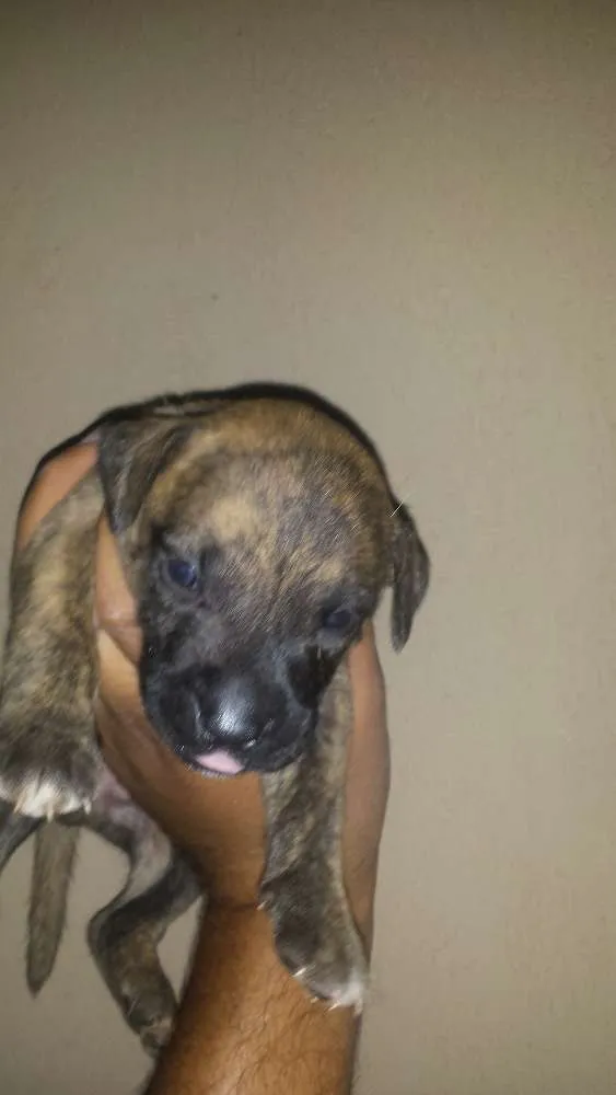 Cachorro ra a Vira lata idade Abaixo de 2 meses nome Pluto