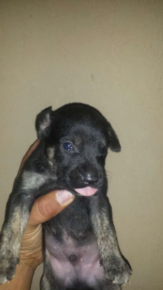 Cachorro ra a Vira lata idade Abaixo de 2 meses nome Pluto
