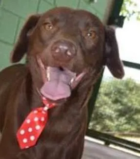 Cachorro ra a SRD idade 2 anos nome CHOCOLATE, fofo e l