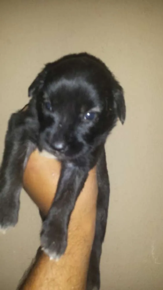 Cachorro ra a Vira lata idade Abaixo de 2 meses nome Pluto