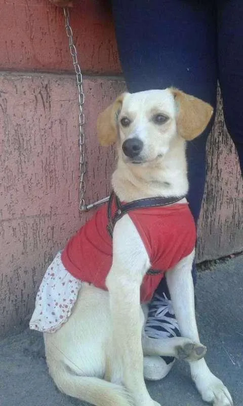 Cachorro ra a SRD idade 1 ano nome Manuela
