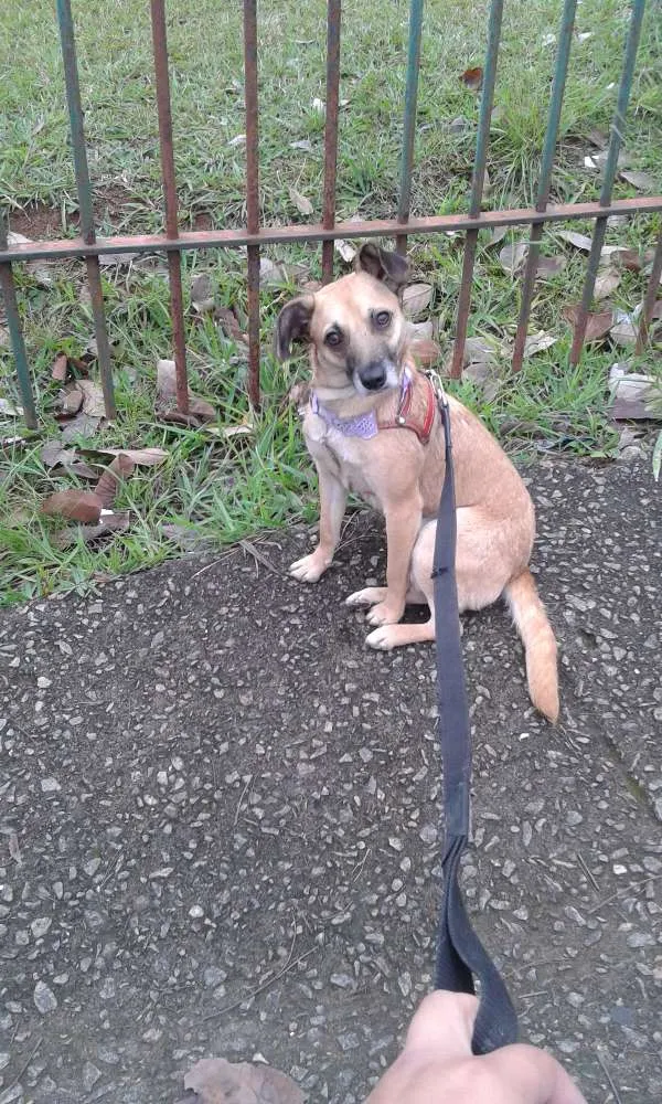 Cachorro ra a SRD idade 2 anos nome Margarete