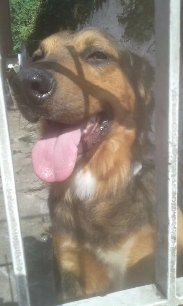 Cachorro ra a SRD idade 1 ano nome zeus