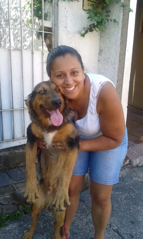 Cachorro ra a SRD idade 1 ano nome zeus
