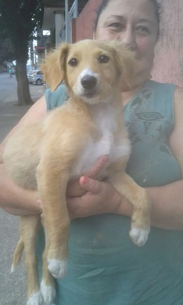 Cachorro ra a SRD idade 2 a 6 meses nome SARA