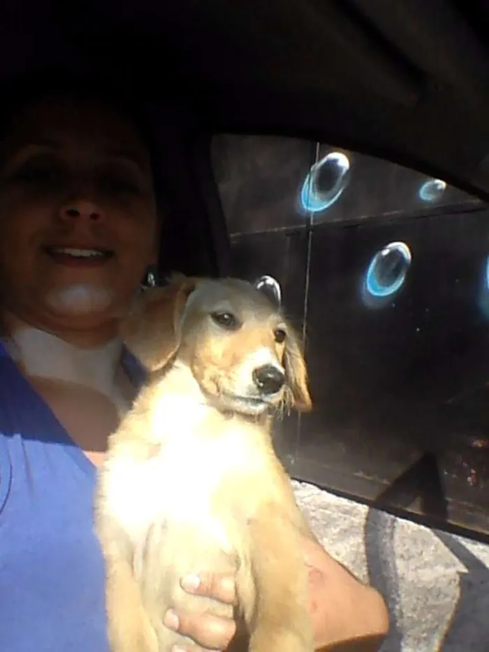 Cachorro ra a SRD idade 2 a 6 meses nome SARA