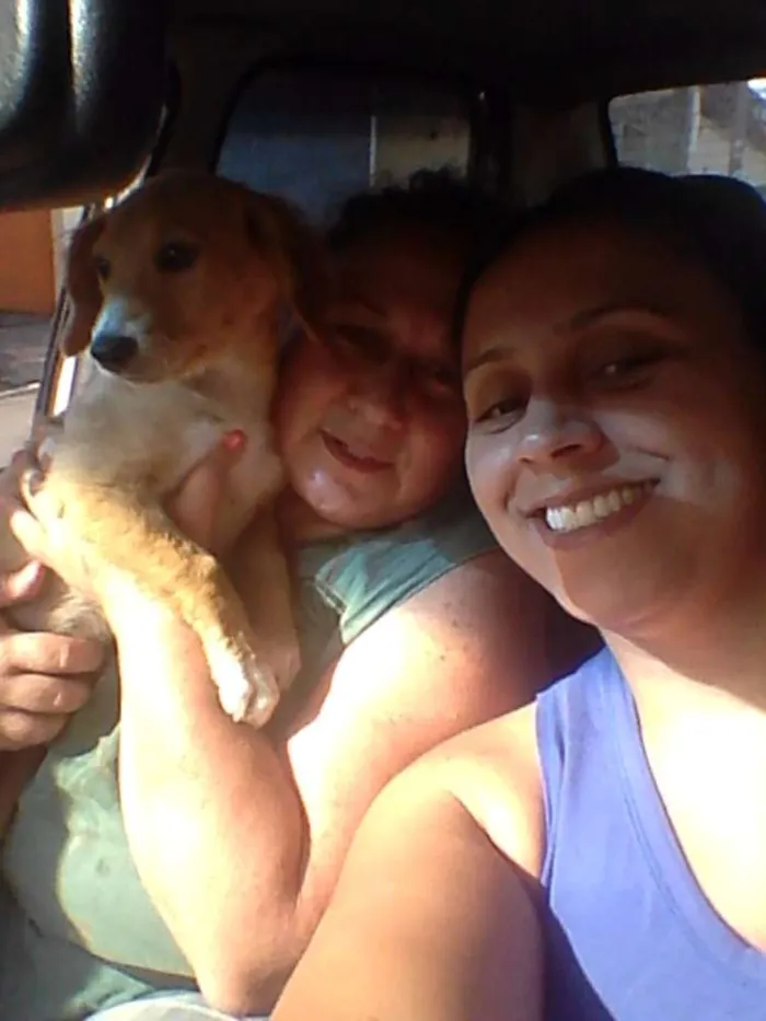 Cachorro ra a SRD idade 2 a 6 meses nome SARA