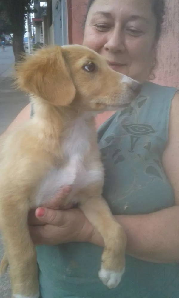 Cachorro ra a SRD idade 2 a 6 meses nome SARA