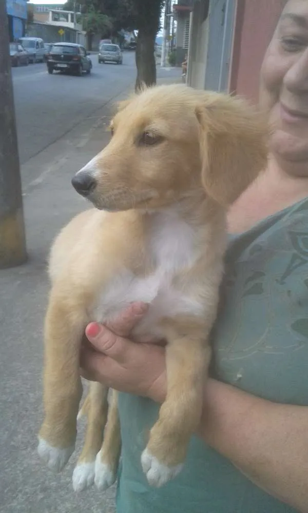 Cachorro ra a SRD idade 2 a 6 meses nome SARA